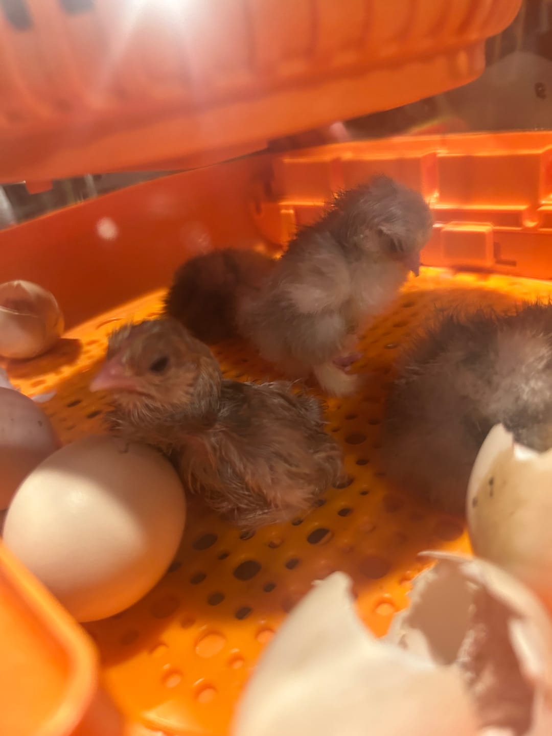 Customer photo review of Egg Incubator -25 Egg Capacity