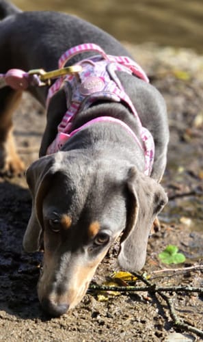 Customer photo review of Disney© Collar - Piglet - Pink