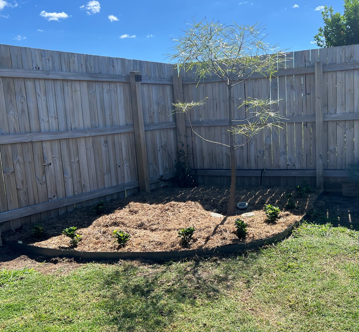 Customer photo review of Queensland Bottle Tree - Brachychiton rupestris