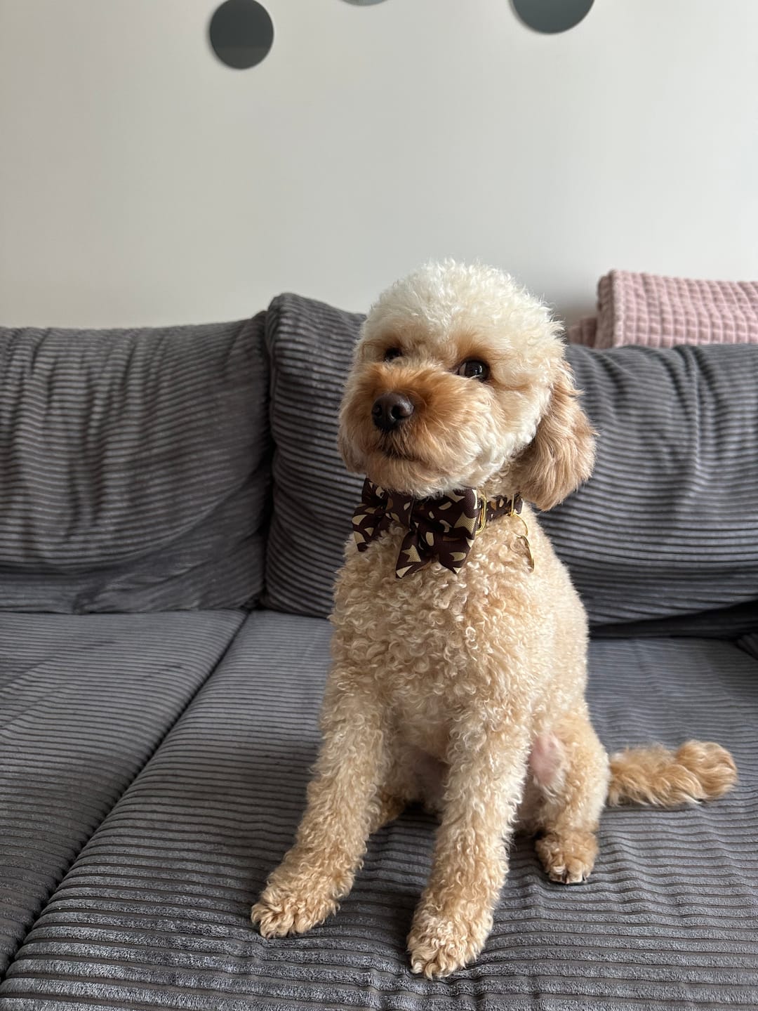 Customer photo review of Mucha dla psa "Brownie Terrazzo"