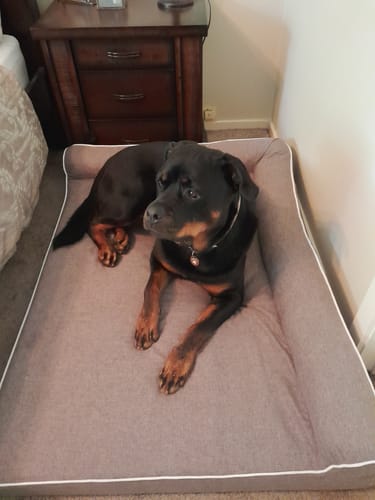 Customer photo review of Pawz Orthopedic Pet Bed Memory Foam With Cooling Gel