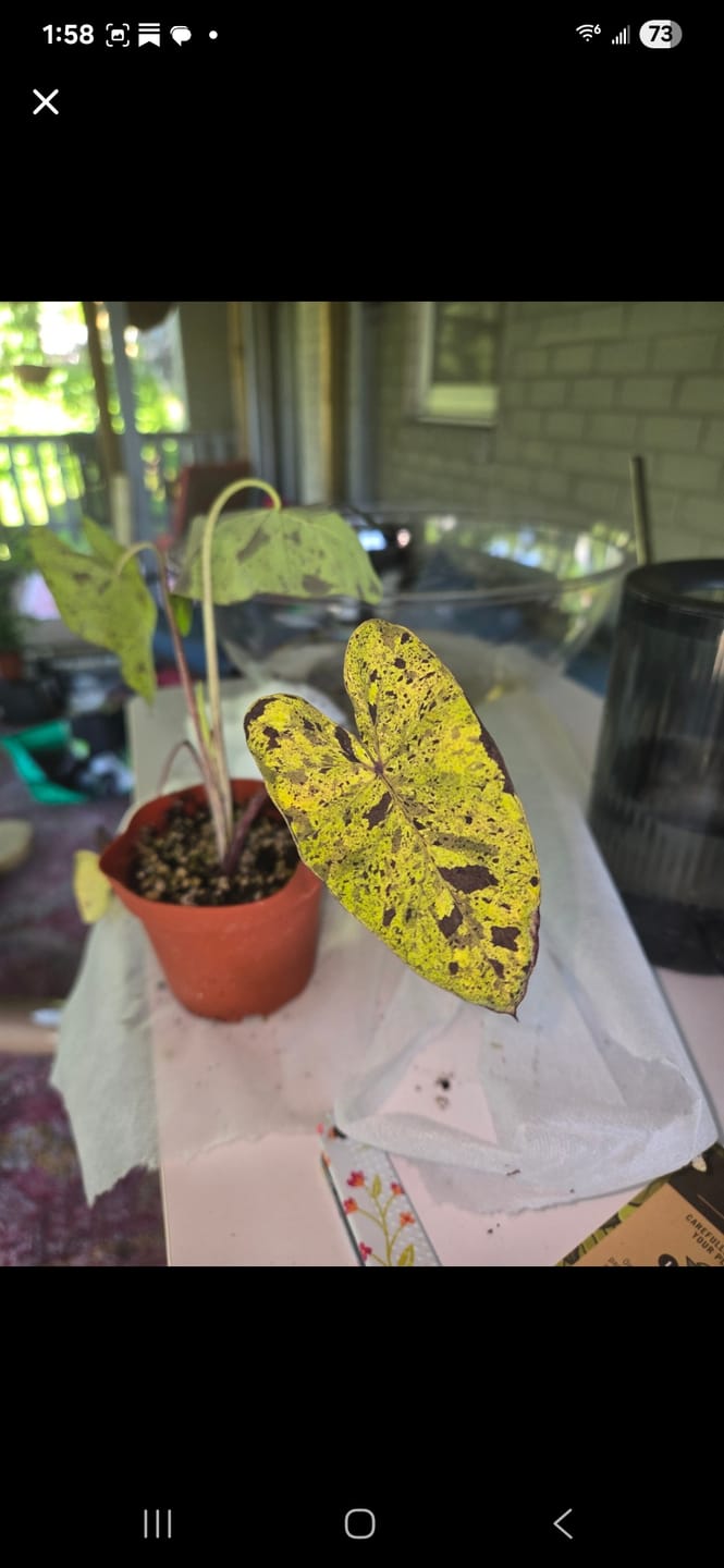 Customer photo review of Colocasia esculenta 'Mojito'