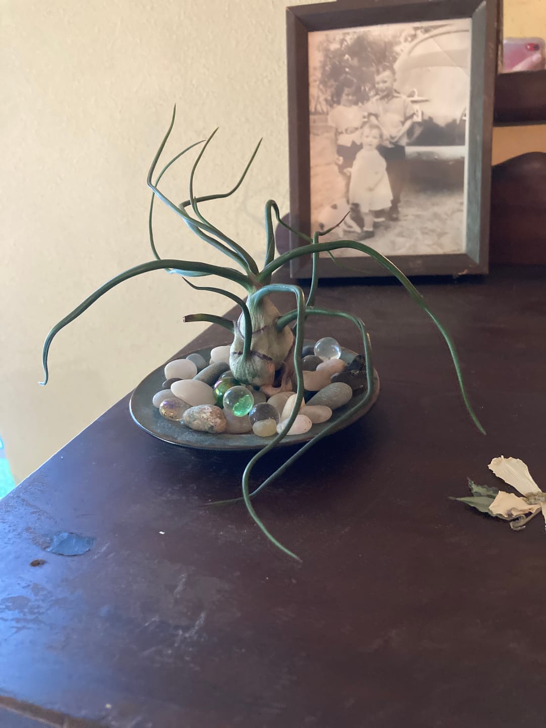 Customer photo review of Bulbosa