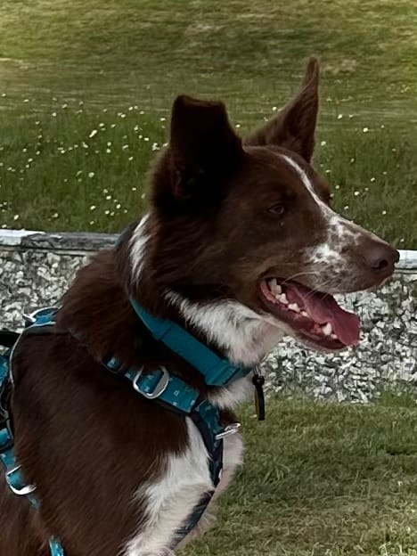 Customer photo review of Tidal Waterproof Collar