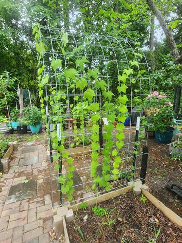 Customer photo review of Luffa Gourd