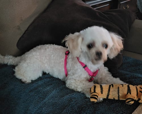 Customer photo review of DE-01 Dental Dogbiotic