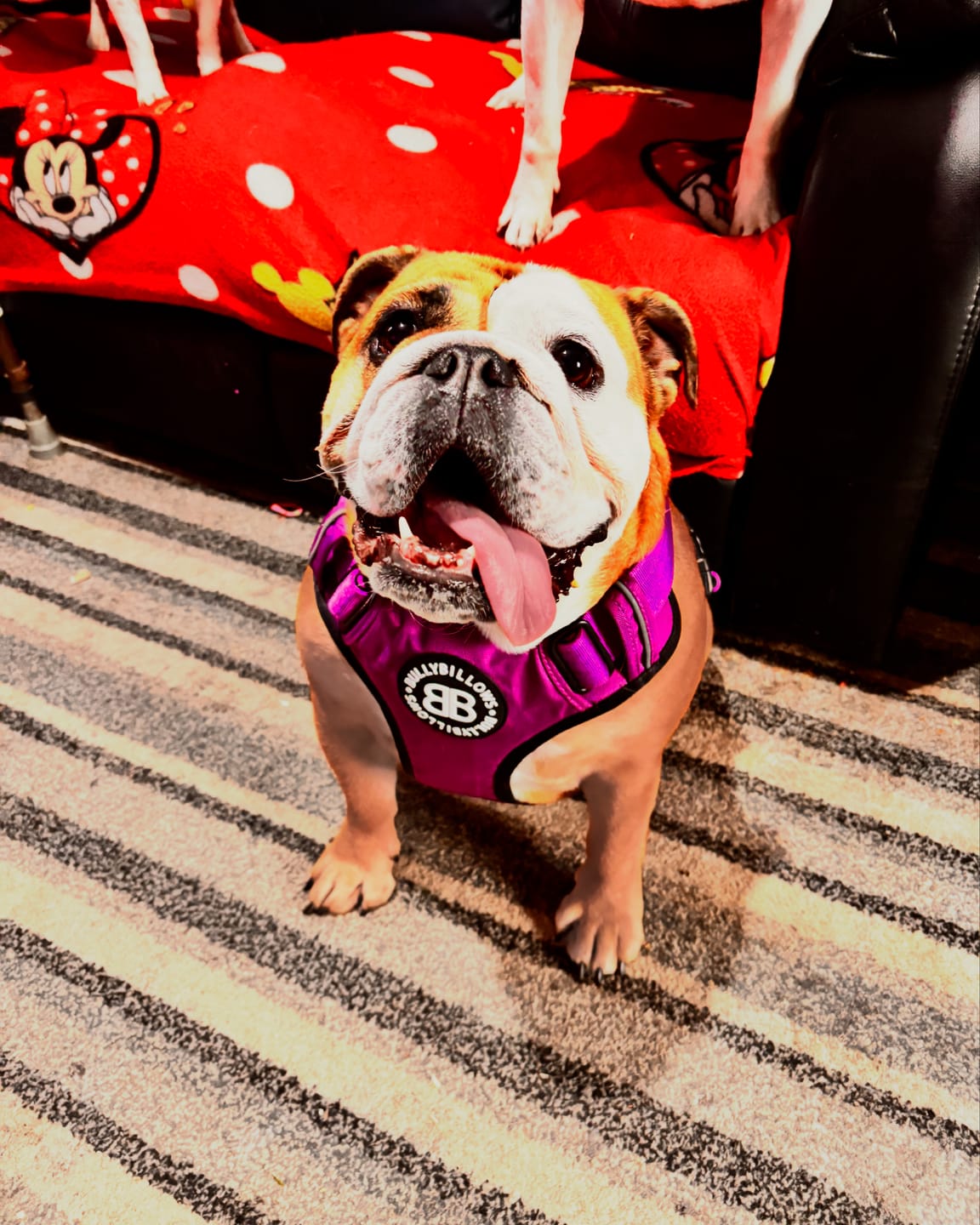 Customer photo review of Comfort Premium Harness | Non Restrictive - Purple