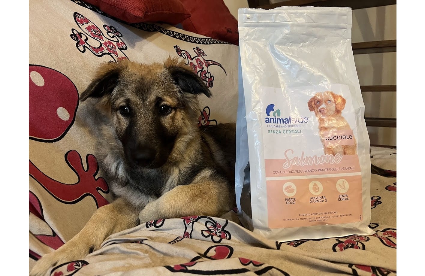 Customer photo review of Crocchette per cani Cuccioli (Puppy) - Salmone con Eglefino, pesce Bianco Patate Dolci e Asparagi - Grain Free (senza cereali)
