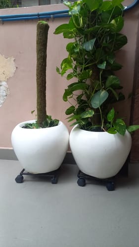 Customer photo review of United Crafts Rozy Wheel Pot Stands for Planters