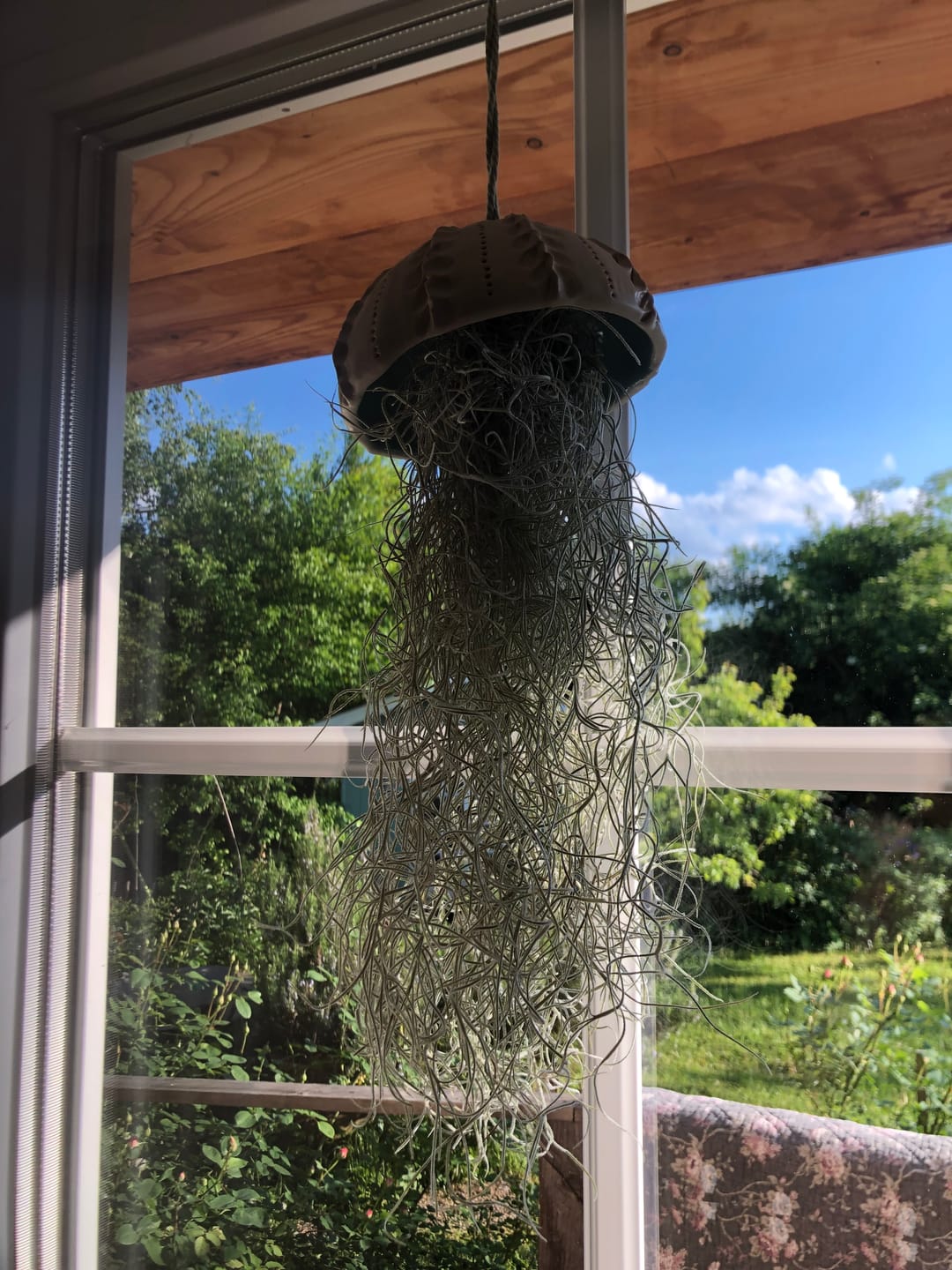 Customer photo review of Tillandsia schiedeana major - Mini Pulk