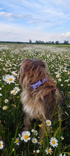 Customer photo review of Szeroka obroża półzaciskowa - Martingale Baby Purple