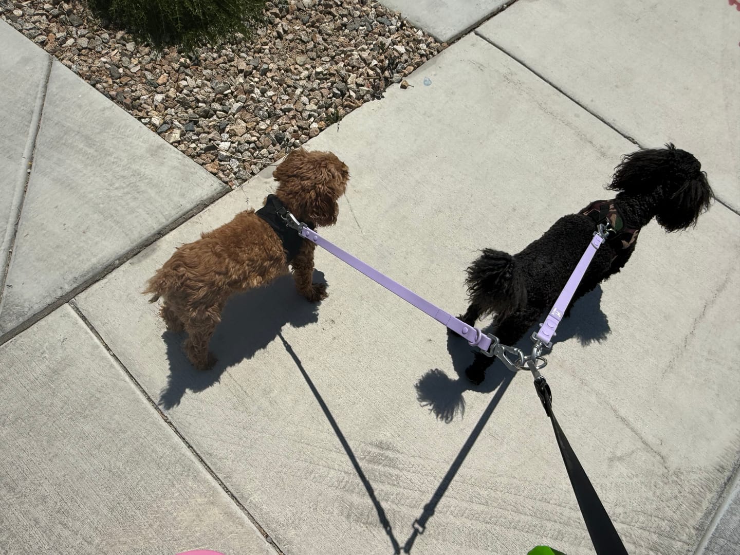 Customer photo review of Solace Waterproof Multi-Dog Connector / Traffic Handle