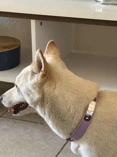 Customer photo review of Collar de Identificación Personalizado Lila