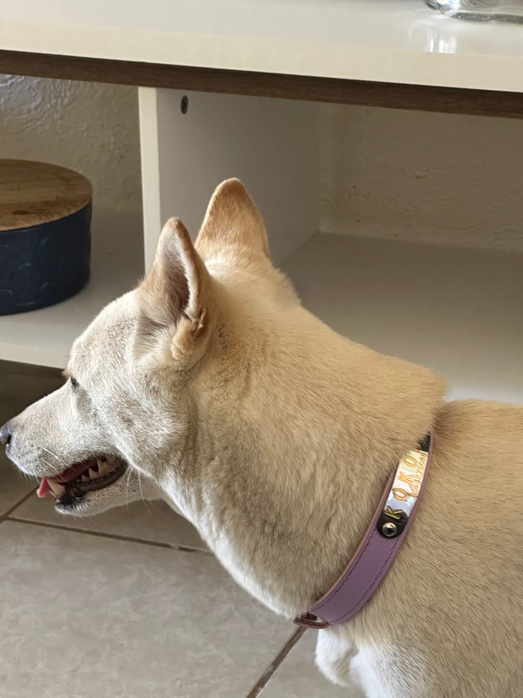 Customer photo review of Collar de Identificación Personalizado Lila
