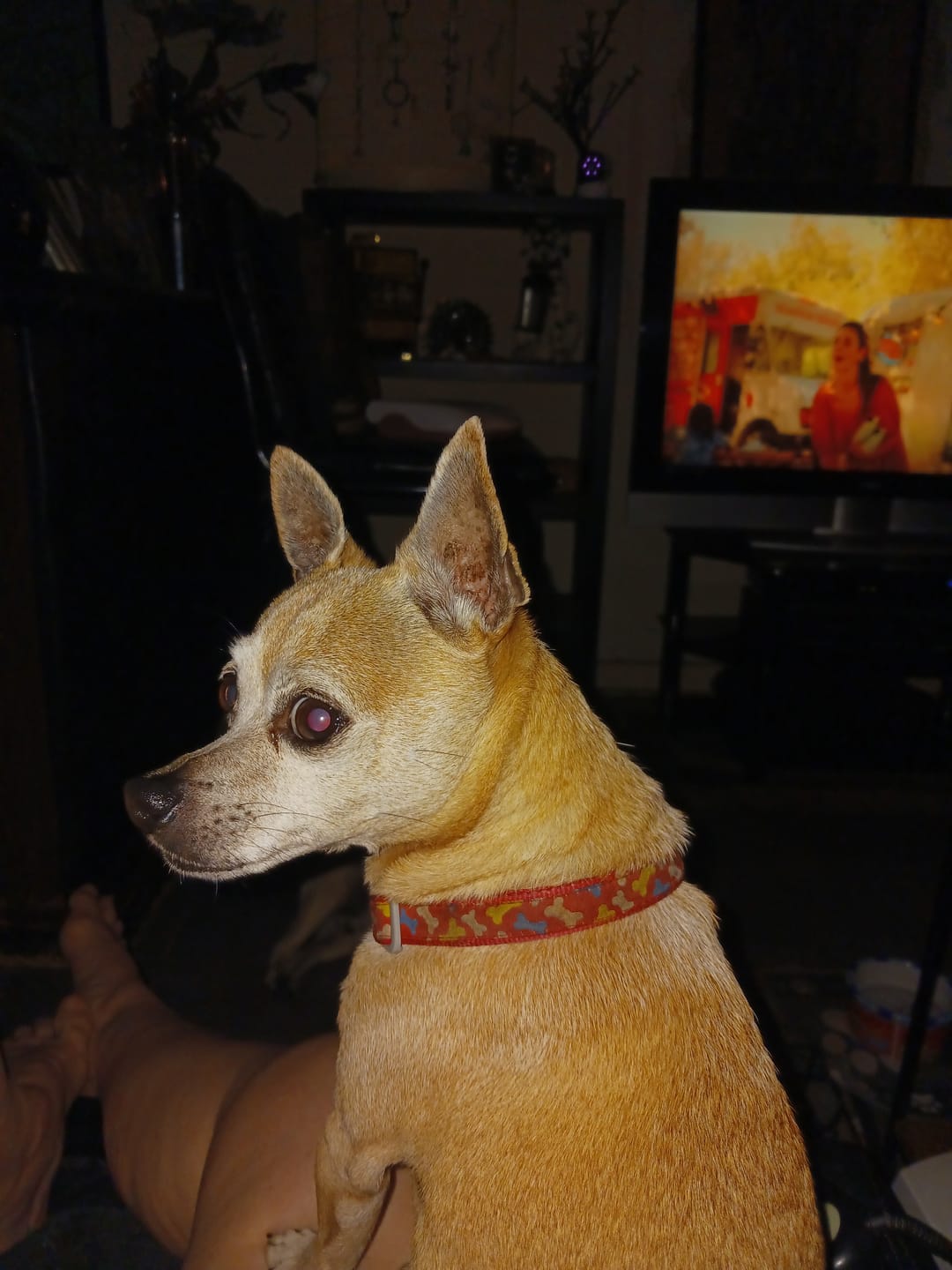 Customer photo review of FurLife™ - Natural Pheromone Calming Collar for Dogs