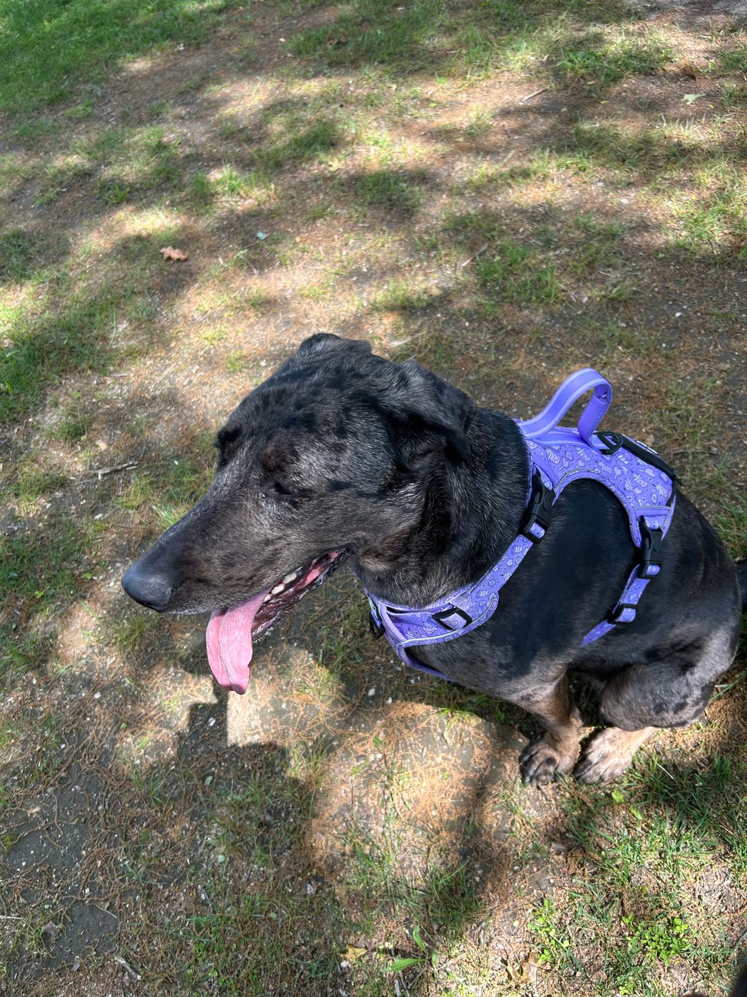 Customer photo review of Mystical Haze - Adventure Leather Harness