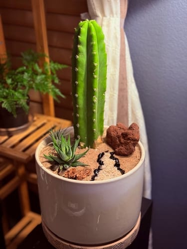 Customer photo review of San Pedro Cactus | Trichocereus (Echinopsis) Pachanoi