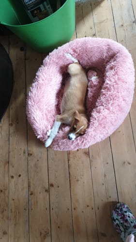 Customer photo review of Puppery Hundebett Wolke 7 - Das Original