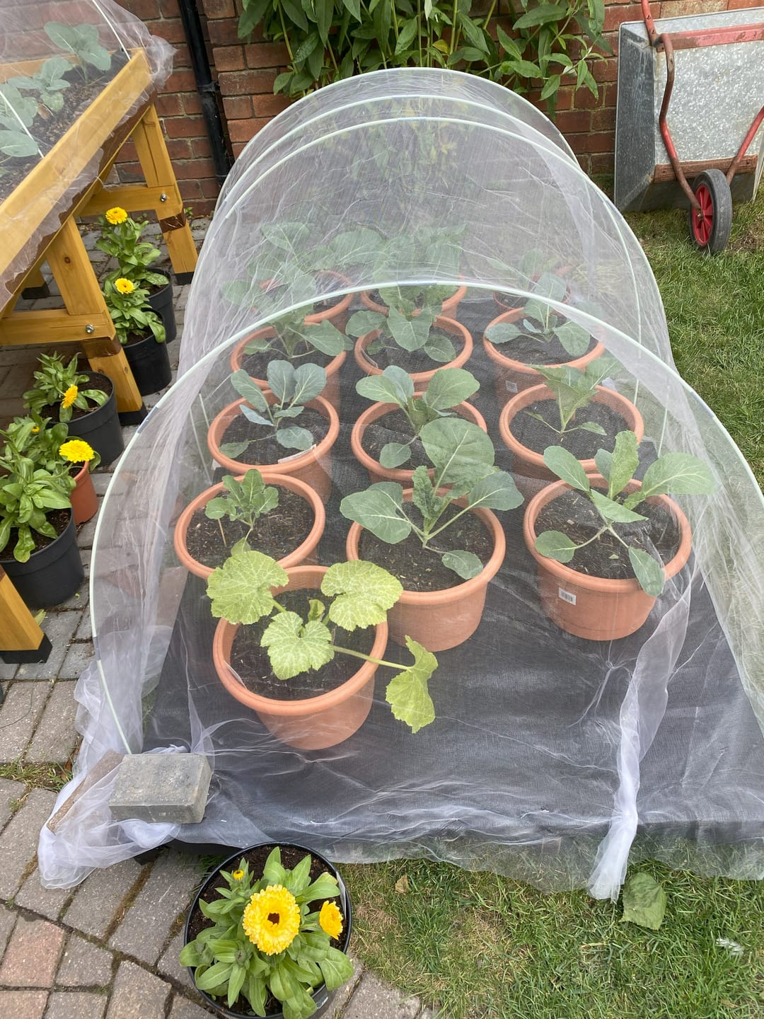 Customer photo review of Buy 4 bags of Compost and get a Pouch of Feed for FREE!