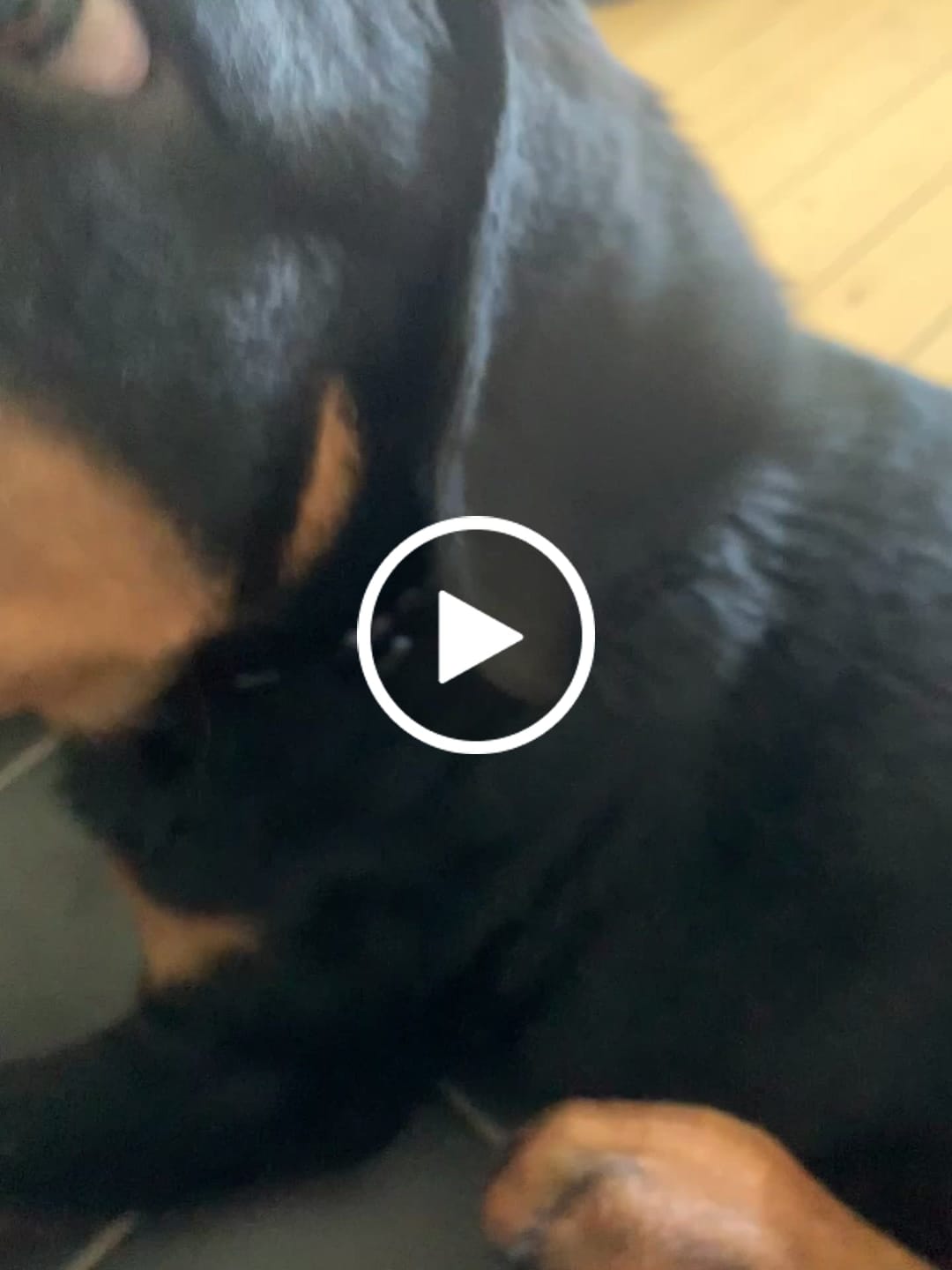Customer video review of Hundhalsband med namn, 2.5cm brett