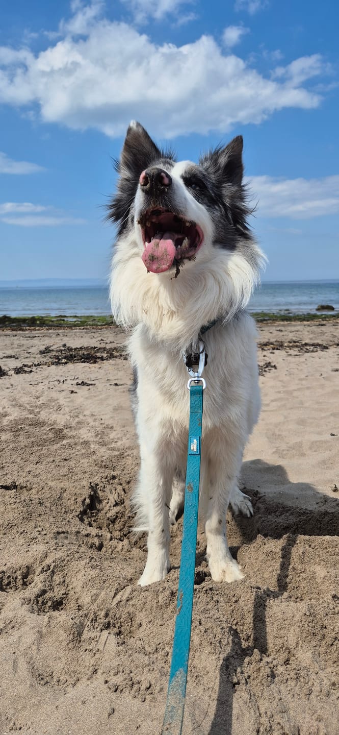 Customer photo review of Tidal Waterproof Collar