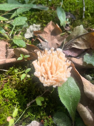 Customer photo review of Oceaneva Men's Deep Marine Explorer II 1250M Titanium Watch Aquamarine Burst Dial