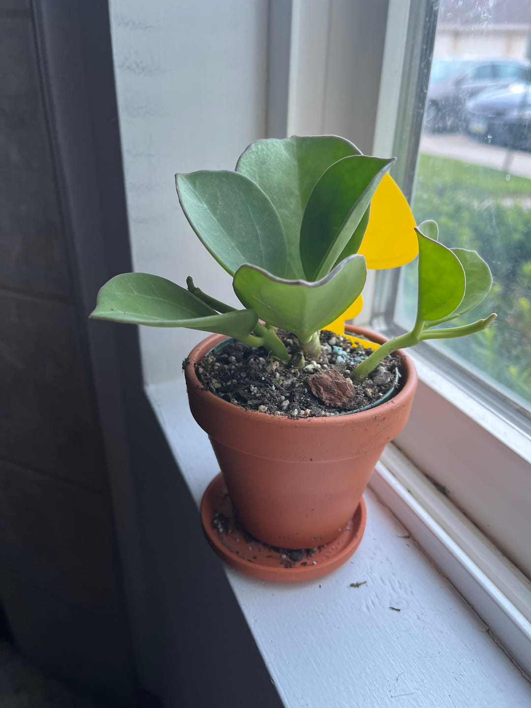 Customer photo review of Hoya pachyclada