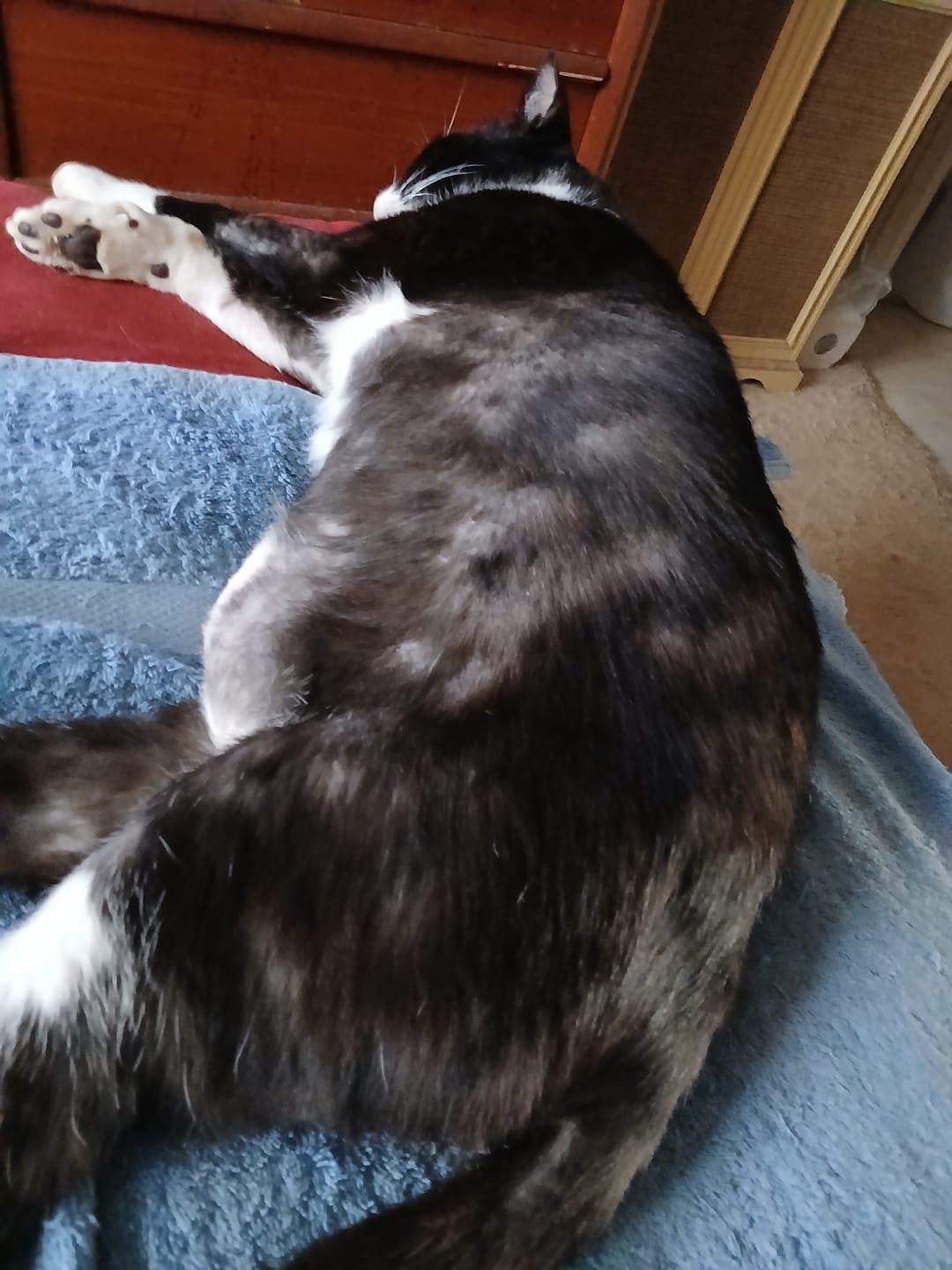 Customer photo review of Cat Mange - Sarcoptic & Demodectic (Scabies) & Ear Mite Remedy