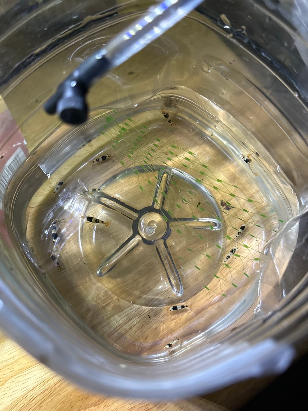 Customer photo review of Crystal Black Shrimp