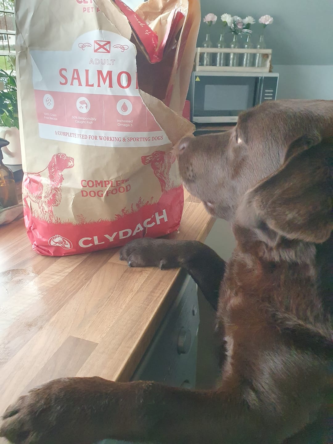 Customer photo review of Scottish Salmon Dry Food