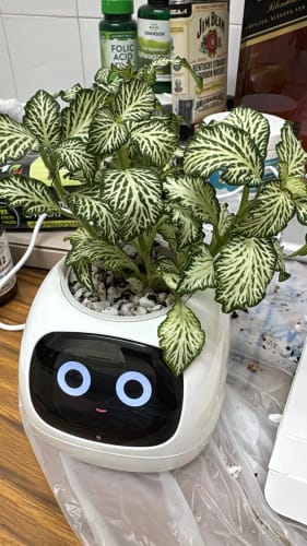 Customer photo review of LitLamp™ Ivy Smart Planter