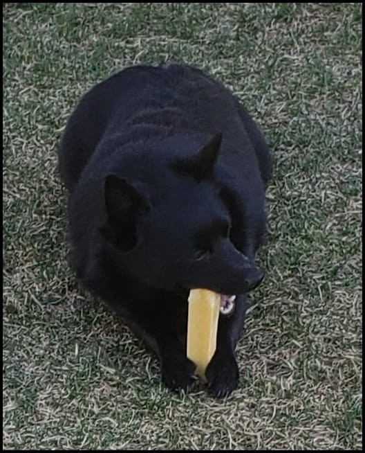 Customer photo review of Himalayan Yak Chew (SMALL)