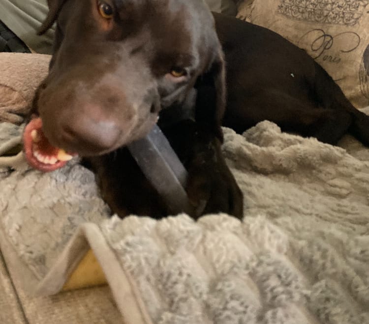 Customer photo review of 12 Inch Beef Trachea