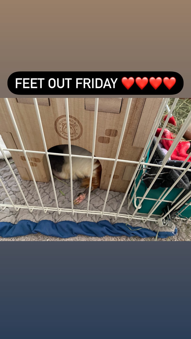 Customer photo review of Guinea Pig Wooden Castle Hidey