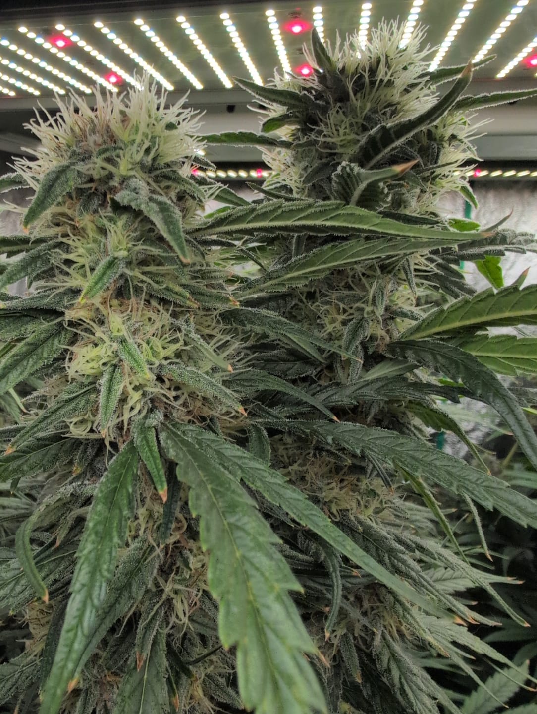 Customer photo review of Advanced Nutrients Big Bud Liquid
