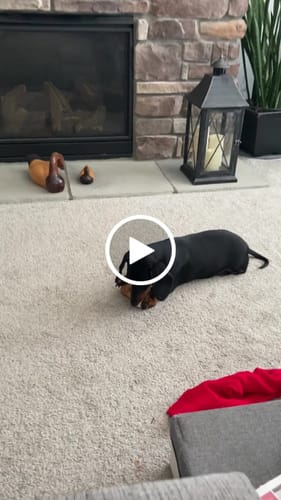 Customer video review of Smoked Beef Marrow Bone