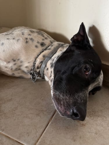 Customer photo review of Seresto® Collar