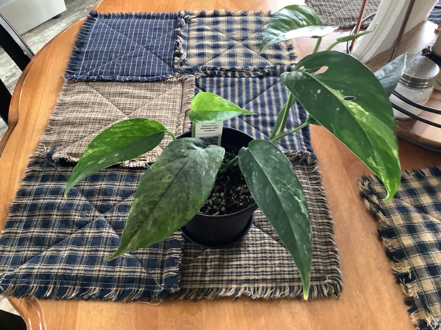 Customer photo review of Pothos Epipremnum pinnatum albo variegata