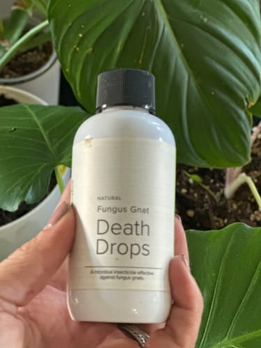 Customer photo review of Fungus Gnat Death Drops