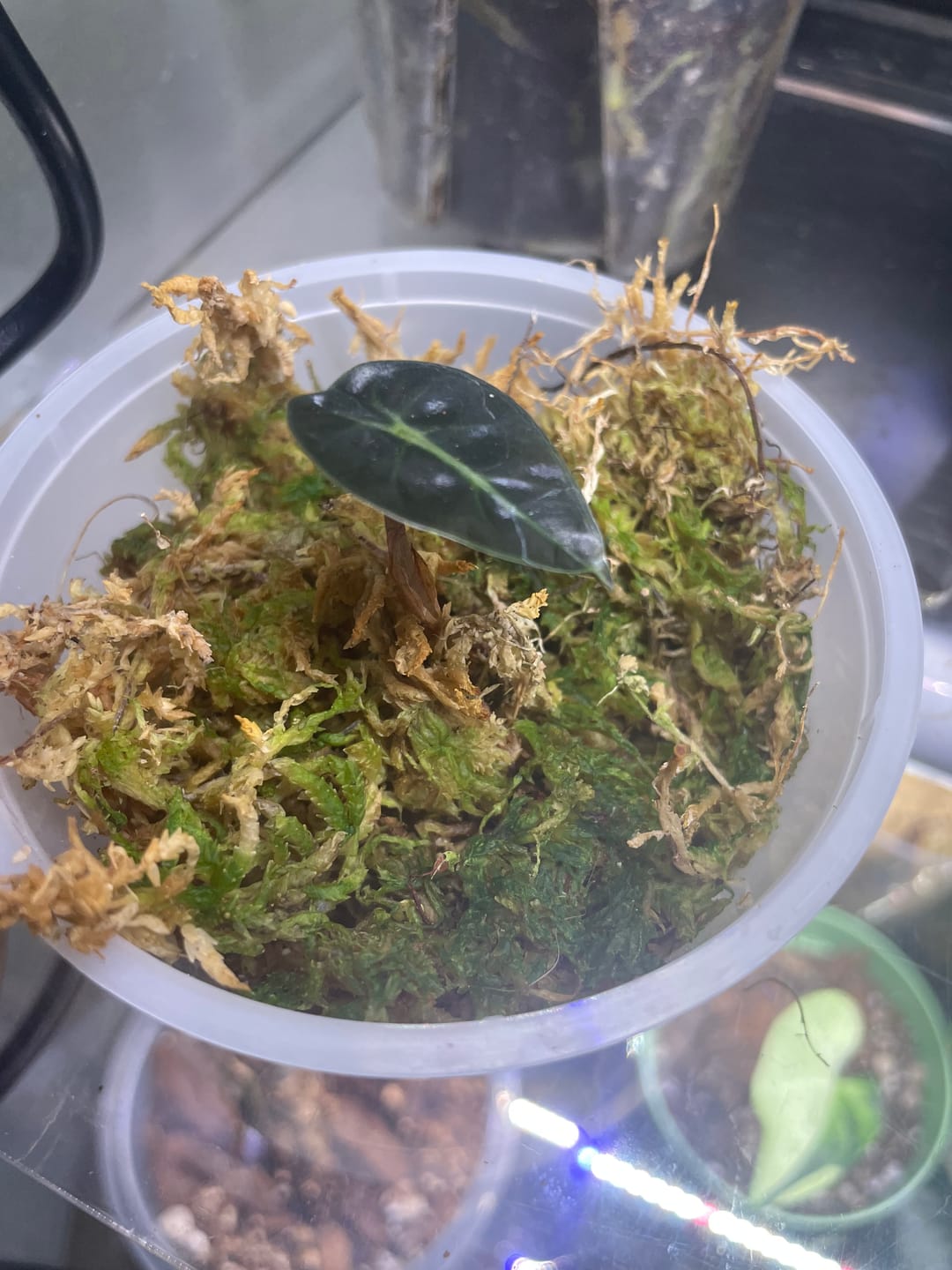 Customer photo review of Sphaxx (Indoor Grown Sphagnum)