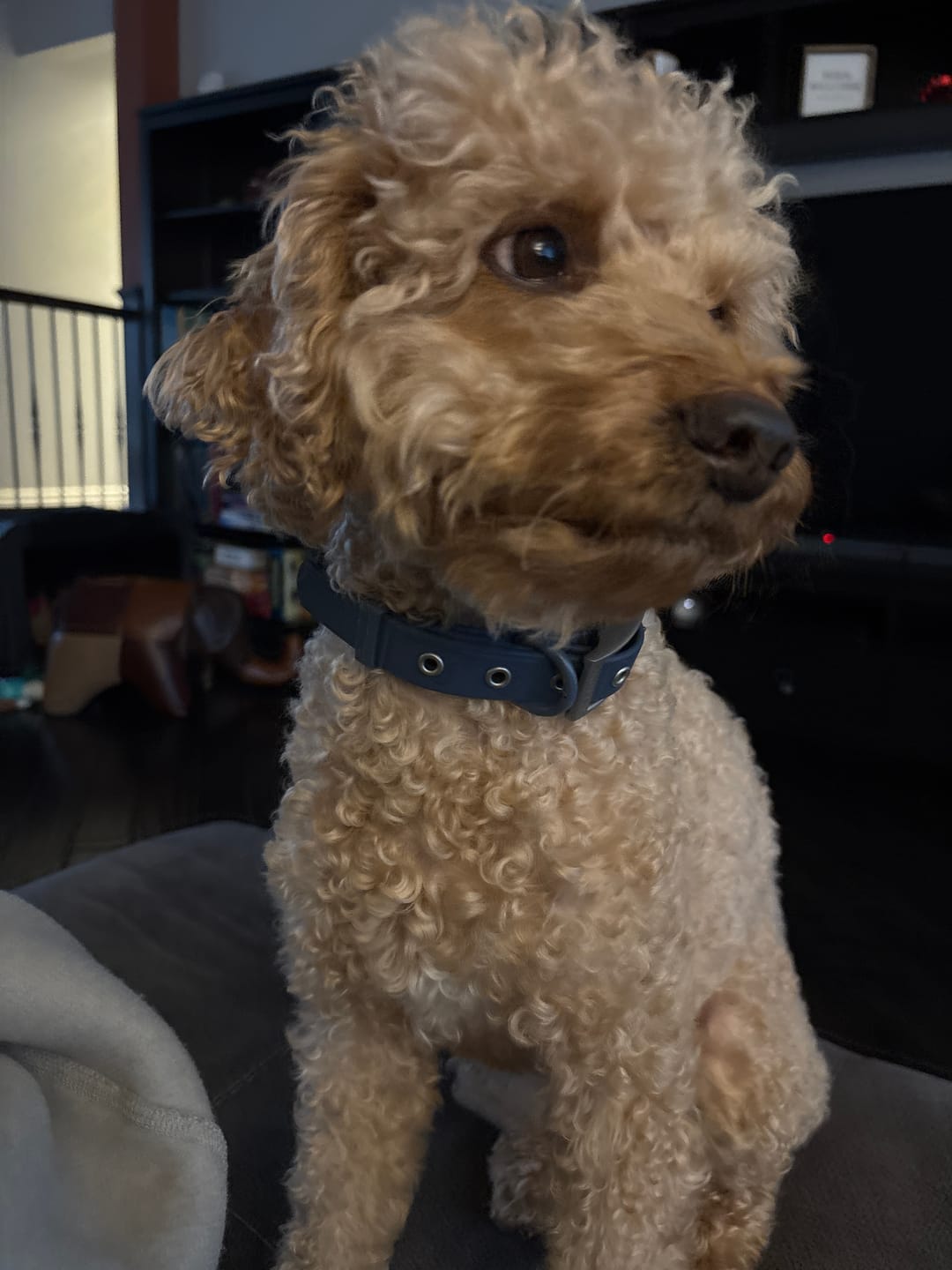 Customer photo review of Solace Waterproof Dog Collar