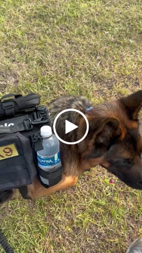 Customer video review of NEW Upgraded Tactical No-Pull Team K9™ Dog Harness with 4 Quick-Release Metal Buckles, Reinforced Front & Back D-Rings, Hook & Loop Panels, Adjustable Straps, Reflective Strips, & Top Handle