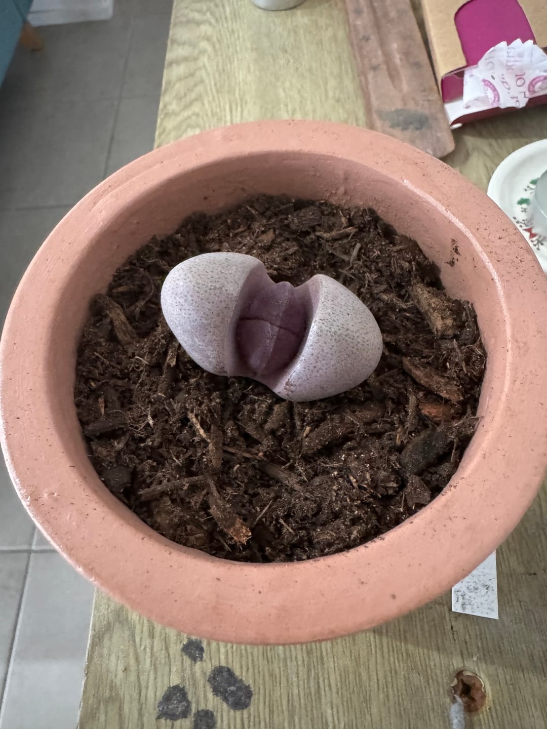 Customer photo review of Pleiospilos nellii 'Royal Flush'