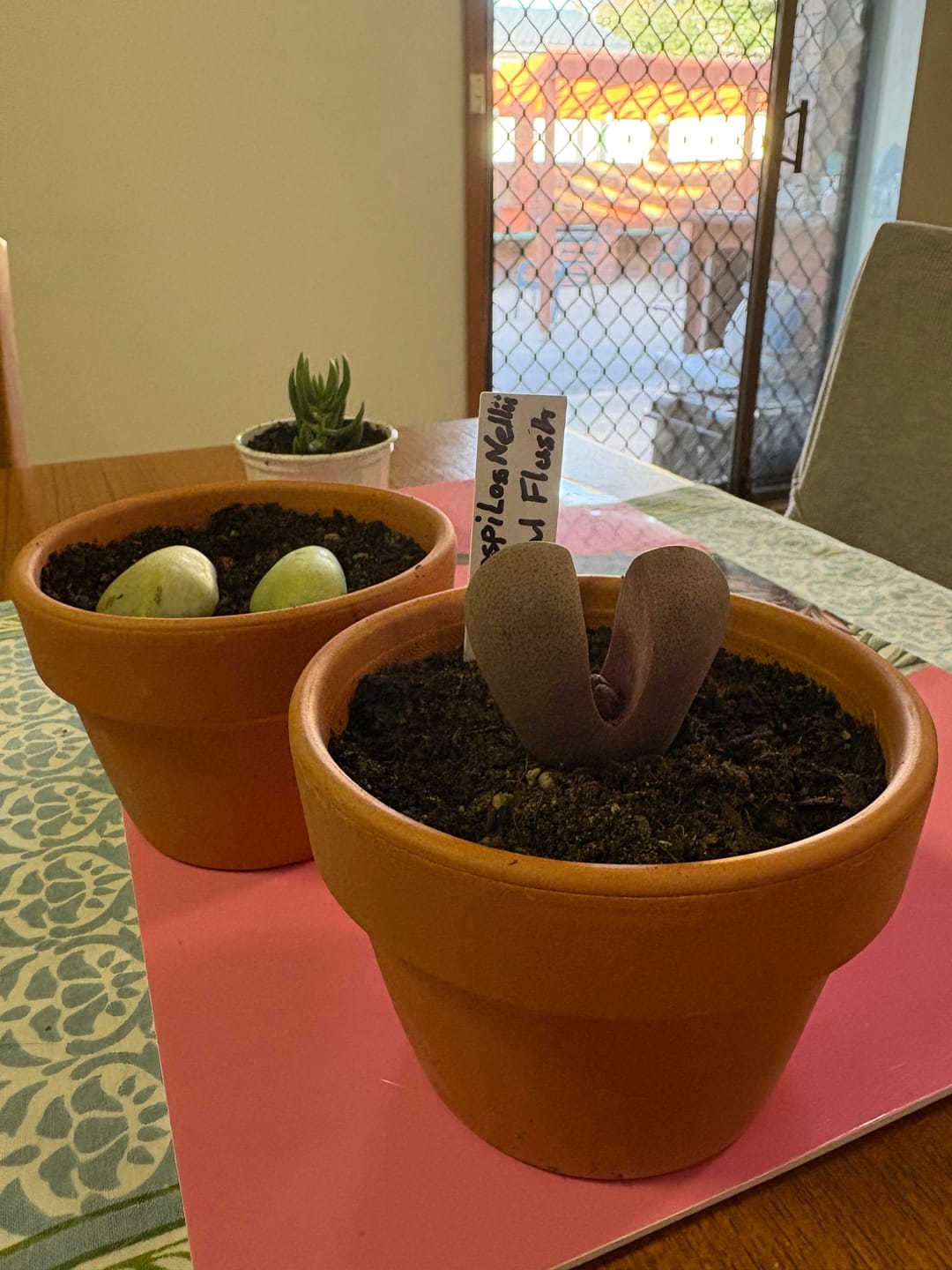 Customer photo review of Pleiospilos nellii 'Royal Flush'