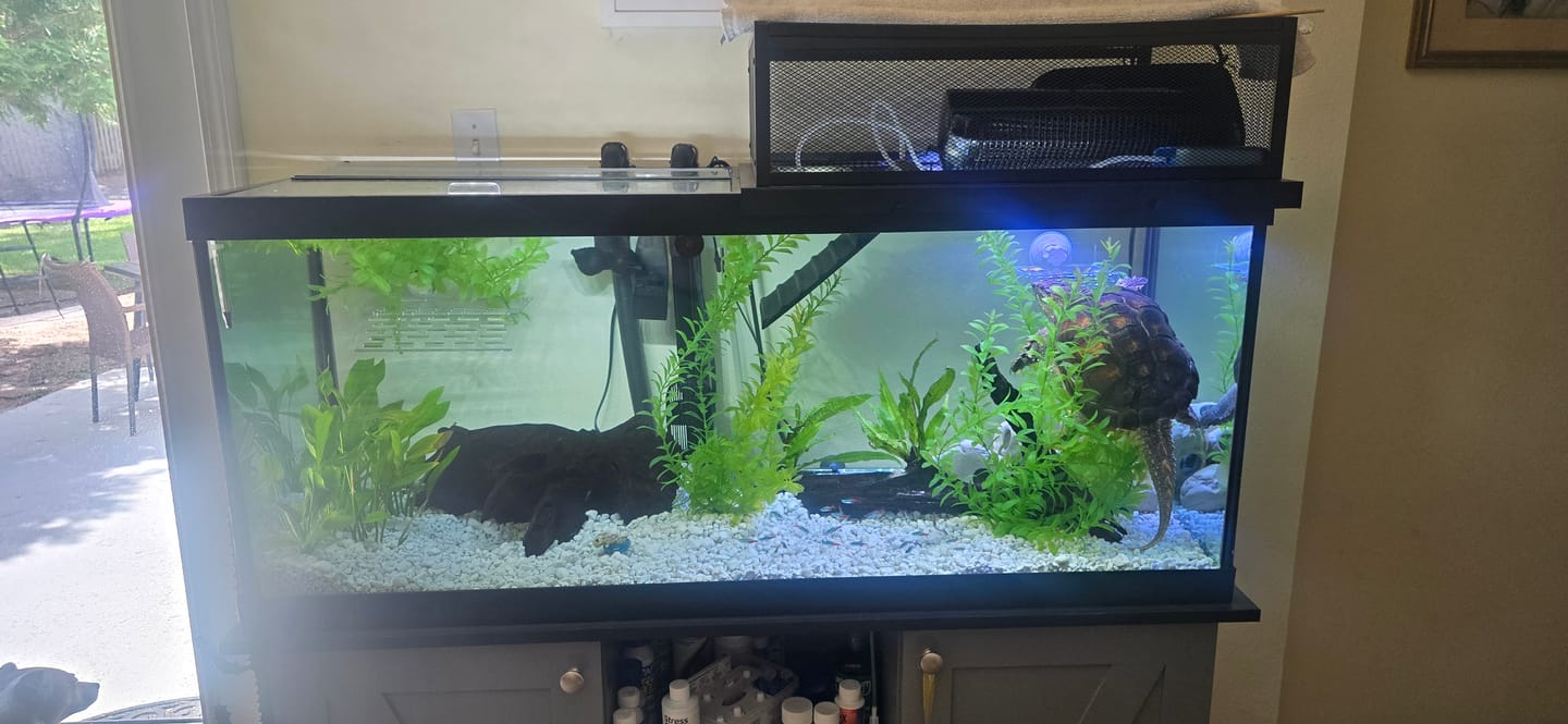 Customer photo review of Neon Yellow Shrimp "NEW"