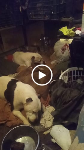 Customer video review of Hanna’s Smoked Chicken Feet