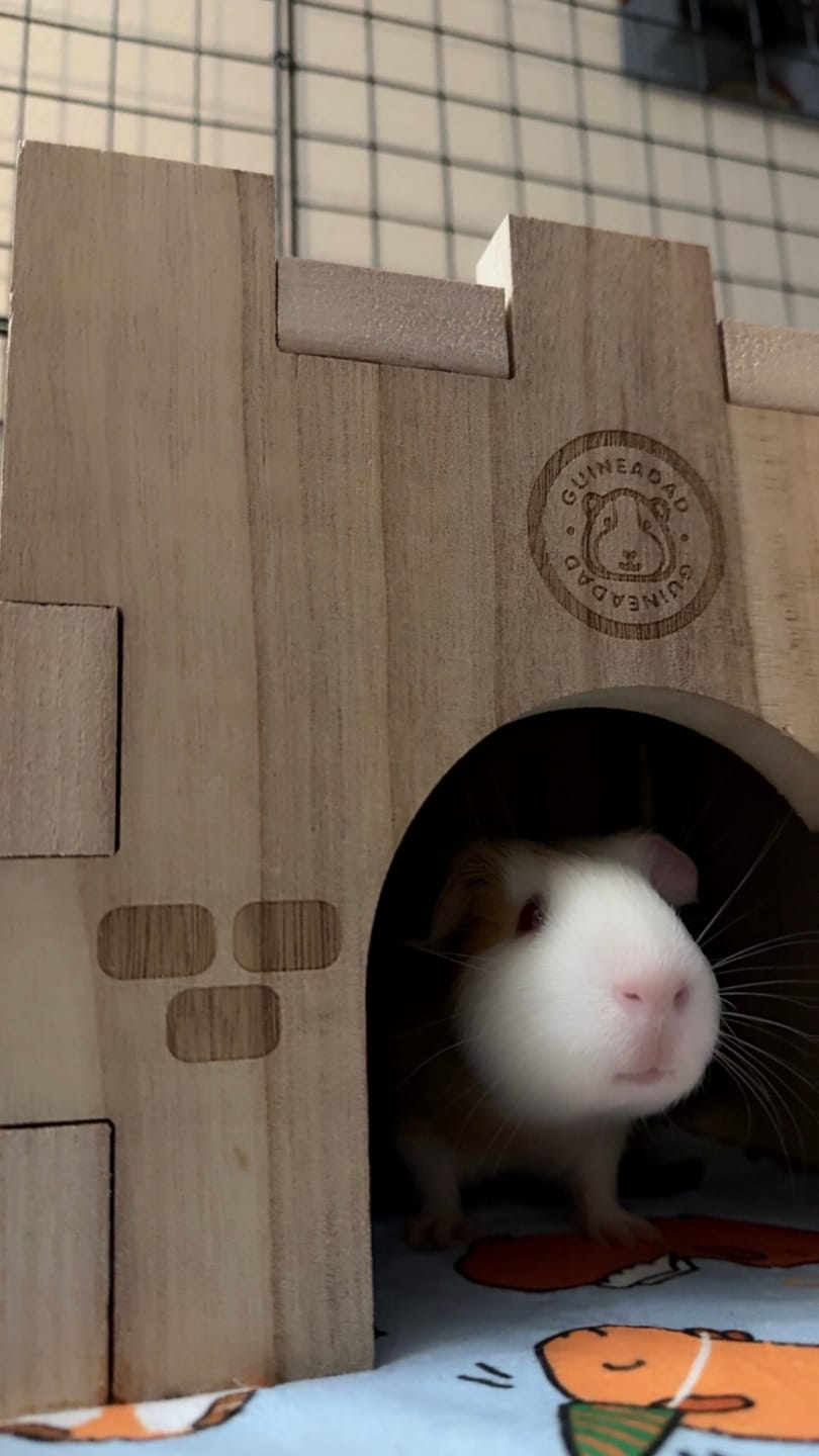 Customer photo review of GuineaDad Wooden Castle Hidey For Guinea Pigs