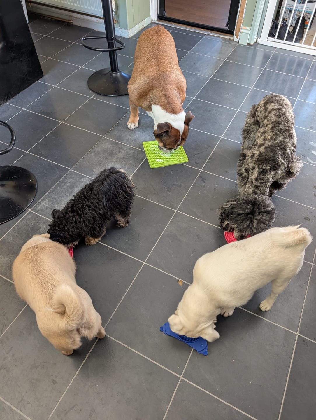 Customer photo review of Original Beef - Adult Dry Dog Food 3Kg