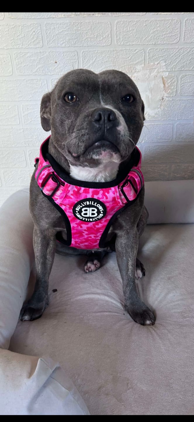 Customer photo review of Comfort Premium Harness | Non Restrictive - Bubblegum