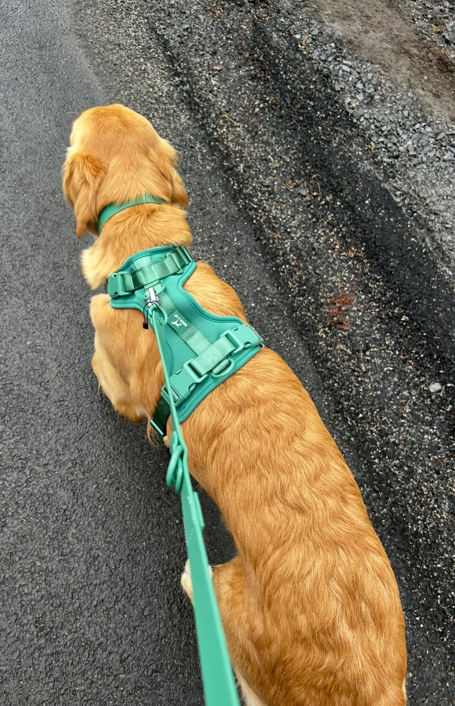 Customer photo review of Solace 6-IN-1 Hands Free Waterproof Leash